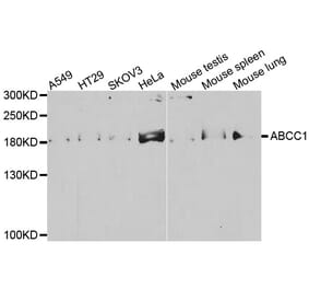Western blot - ABCC1 antibody from Signalway Antibody (38541) - Antibodies.com