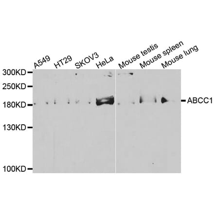 Western blot - ABCC1 antibody from Signalway Antibody (38541) - Antibodies.com