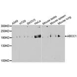 Western blot - ABCC1 antibody from Signalway Antibody (38541) - Antibodies.com