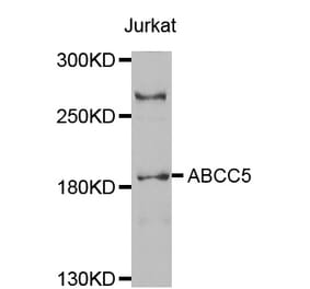 Western blot - ABCC5 antibody from Signalway Antibody (38542) - Antibodies.com