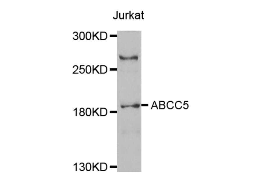 Western blot - ABCC5 antibody from Signalway Antibody (38542) - Antibodies.com