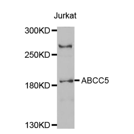 Western blot - ABCC5 antibody from Signalway Antibody (38542) - Antibodies.com