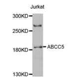 Western blot - ABCC5 antibody from Signalway Antibody (38542) - Antibodies.com