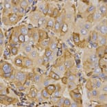 Immunohistochemistry - ABCC5 antibody from Signalway Antibody (38542) - Antibodies.com