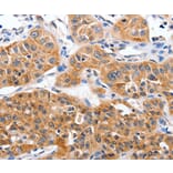Immunohistochemistry - YWHAG antibody from Signalway Antibody (38549) - Antibodies.com