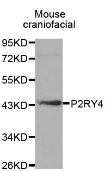 Western blot analysis of extracts of Mouse craniofacial cell line, using P2RY4 antibody.
