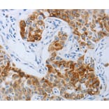 Immunohistochemistry - P2RY4 antibody from Signalway Antibody (38556) - Antibodies.com