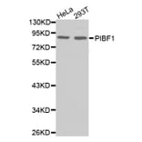 Western blot - PIBF1 antibody from Signalway Antibody (38564) - Antibodies.com