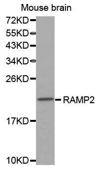 Western blot analysis of extracts of Mouse brain, using RAMP2 antibody.