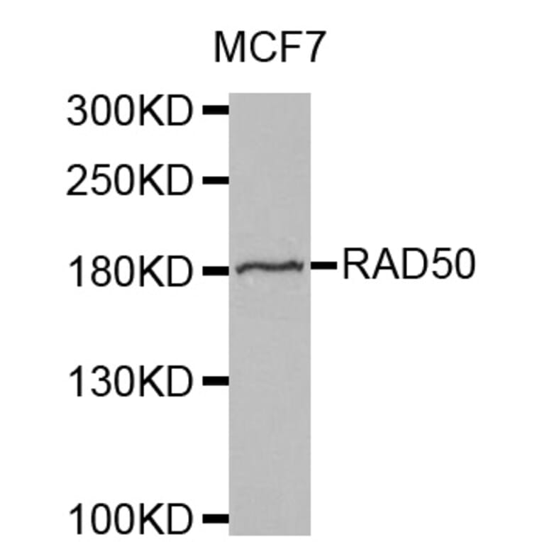Western blot - RAD50 antibody from Signalway Antibody (38569) - Antibodies.com
