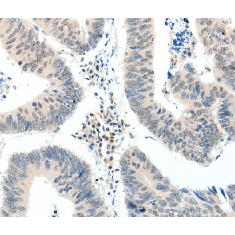 Immunohistochemistry - TRAF7 antibody from Signalway Antibody (38575) - Antibodies.com