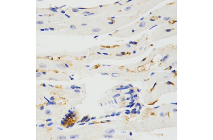 Immunohistochemistry - TRAF7 antibody from Signalway Antibody (38575) - Antibodies.com