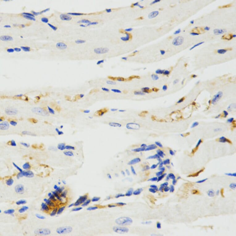 Immunohistochemistry - TRAF7 antibody from Signalway Antibody (38575) - Antibodies.com