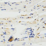 Immunohistochemistry - TRAF7 antibody from Signalway Antibody (38575) - Antibodies.com