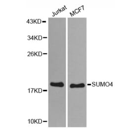 Western blot - SUMO4 antibody from Signalway Antibody (38579) - Antibodies.com