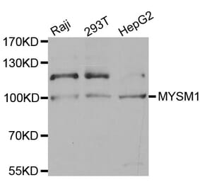 Western blot - MYSM1 antibody from Signalway Antibody (38581) - Antibodies.com