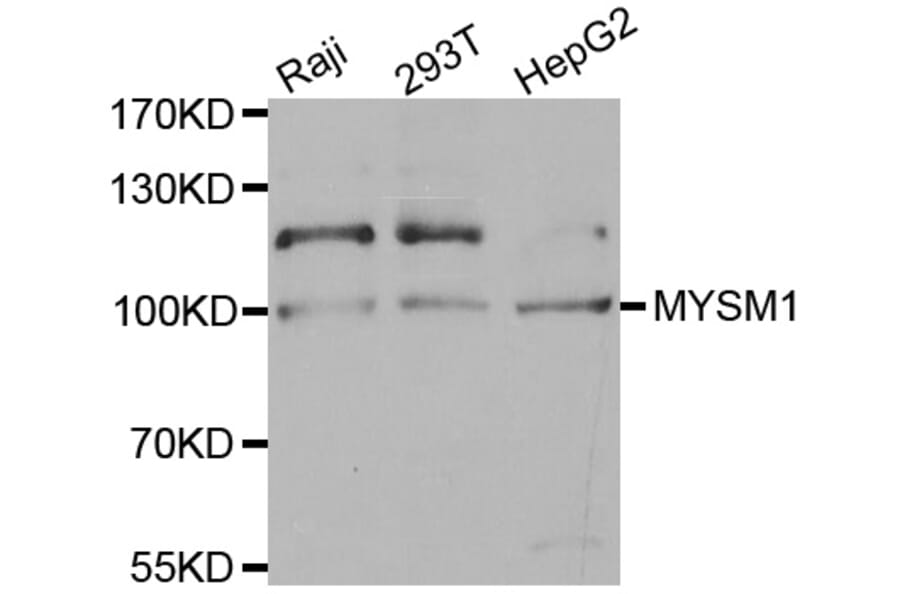 Western blot - MYSM1 antibody from Signalway Antibody (38581) - Antibodies.com