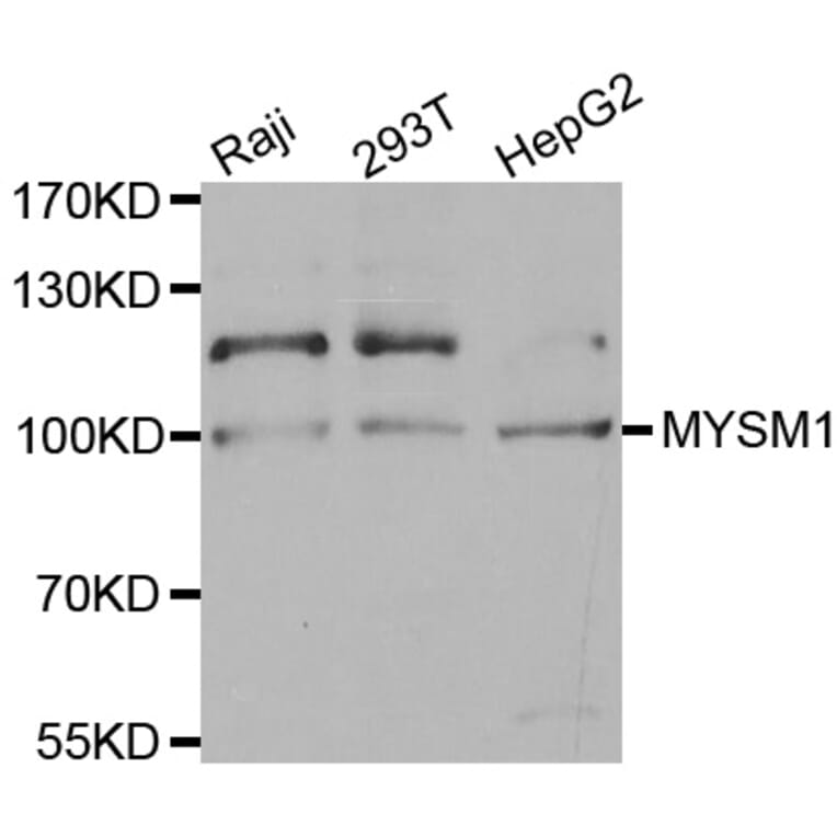 Western blot - MYSM1 antibody from Signalway Antibody (38581) - Antibodies.com