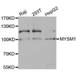 Western blot - MYSM1 antibody from Signalway Antibody (38581) - Antibodies.com