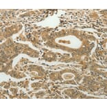 Immunohistochemistry - MYSM1 antibody from Signalway Antibody (38581) - Antibodies.com