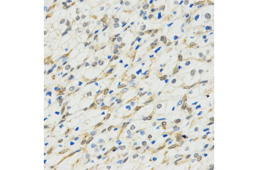 Immunohistochemistry - MYSM1 antibody from Signalway Antibody (38581) - Antibodies.com
