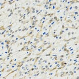 Immunohistochemistry - MYSM1 antibody from Signalway Antibody (38581) - Antibodies.com