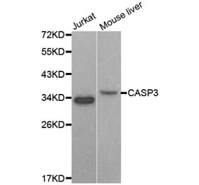 Western blot - CASP3 antibody from Signalway Antibody (38606) - Antibodies.com