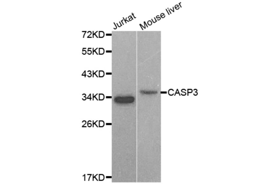Western blot - CASP3 antibody from Signalway Antibody (38606) - Antibodies.com