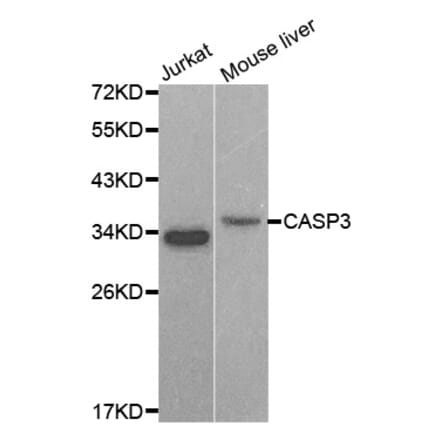 Western blot - CASP3 antibody from Signalway Antibody (38606) - Antibodies.com