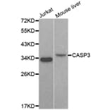 Western blot - CASP3 antibody from Signalway Antibody (38606) - Antibodies.com