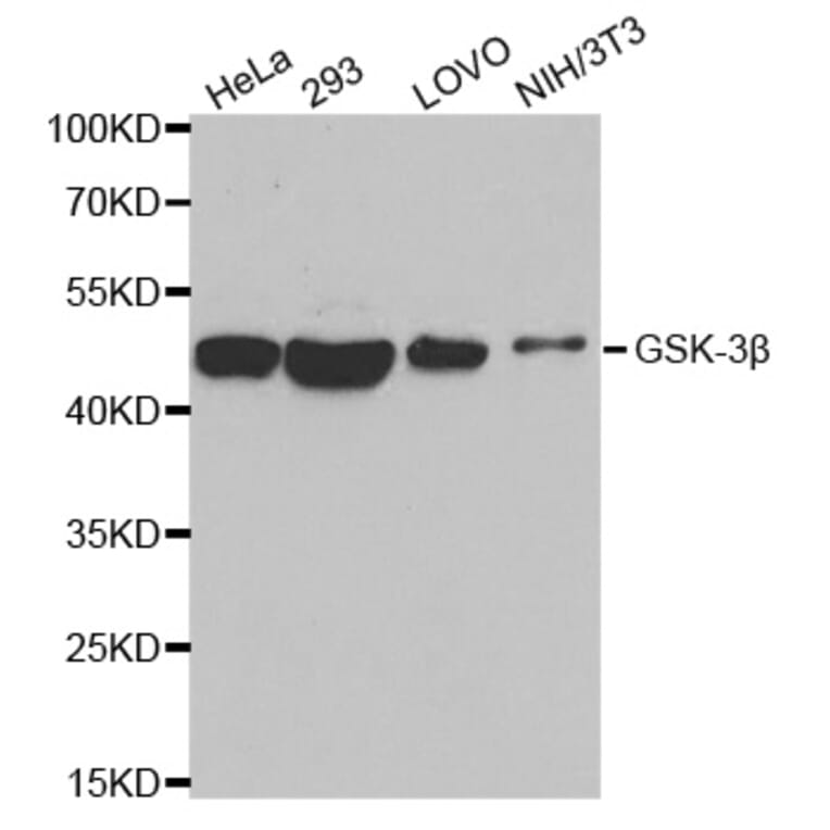 Western blot - GSK3B antibody from Signalway Antibody (38616) - Antibodies.com