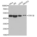 Western blot - GSK3B antibody from Signalway Antibody (38616) - Antibodies.com