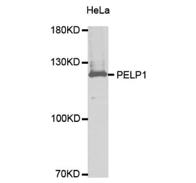 Western blot - PELP1 antibody from Signalway Antibody (38628) - Antibodies.com