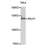 Western blot - PELP1 antibody from Signalway Antibody (38628) - Antibodies.com