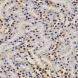 Immunohistochemistry - PELP1 antibody from Signalway Antibody (38628) - Antibodies.com