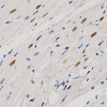 Immunohistochemistry - PELP1 antibody from Signalway Antibody (38628) - Antibodies.com