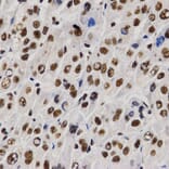 Immunohistochemistry - PELP1 antibody from Signalway Antibody (38628) - Antibodies.com