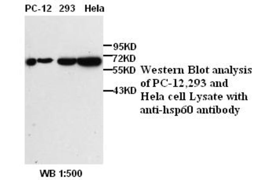hsp60 Antibody from Signalway Antibody (39380) - Antibodies.com