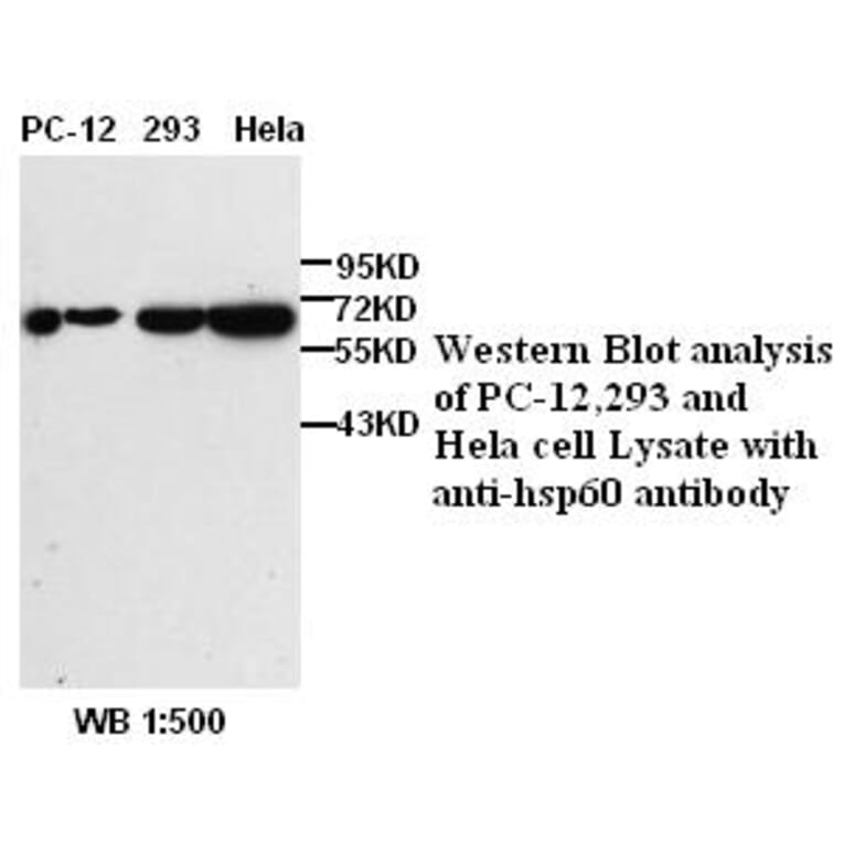hsp60 Antibody from Signalway Antibody (39380) - Antibodies.com