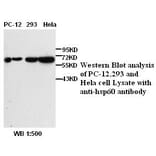 hsp60 Antibody from Signalway Antibody (39380) - Antibodies.com
