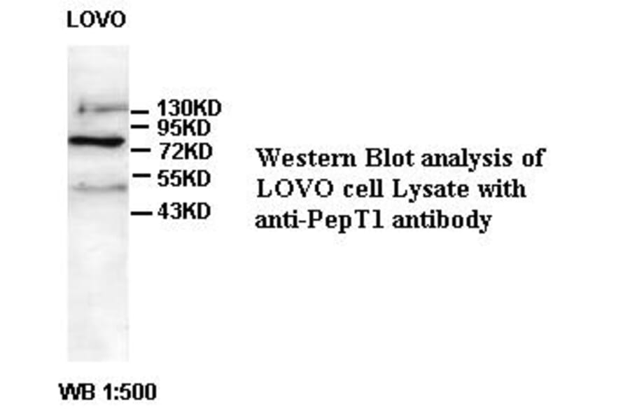PepT1 Antibody from Signalway Antibody (39383) - Antibodies.com