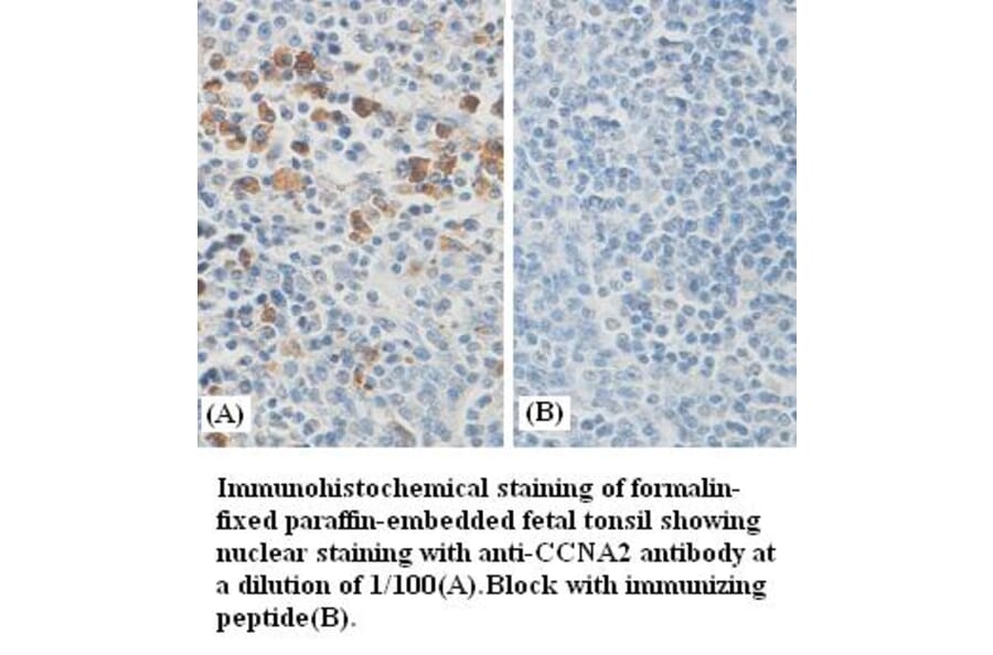CCNA2 Antibody from Signalway Antibody (39386) - Antibodies.com
