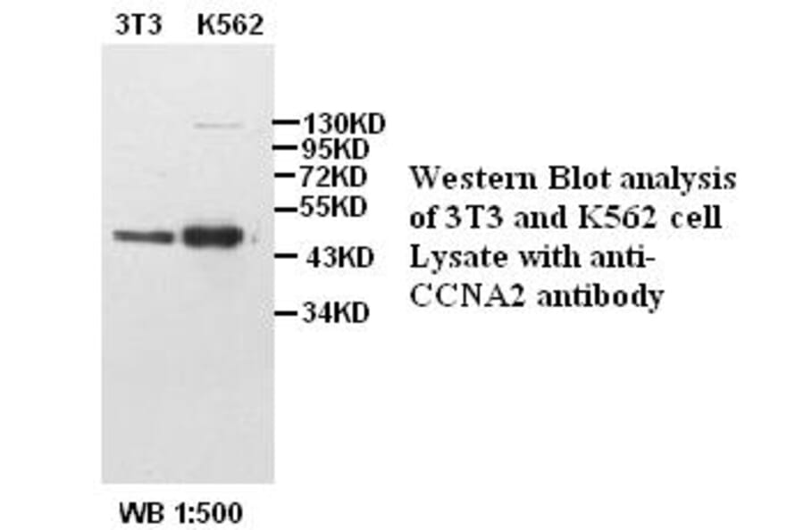 CCNA2 Antibody from Signalway Antibody (39386) - Antibodies.com