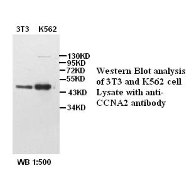 CCNA2 Antibody from Signalway Antibody (39386) - Antibodies.com