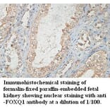 FOXQ1 Antibody from Signalway Antibody (39427) - Antibodies.com