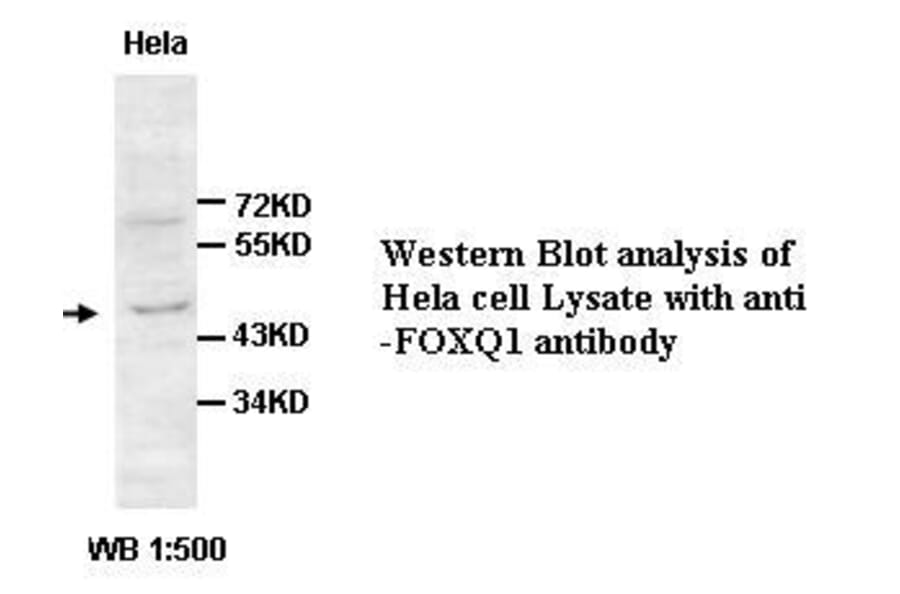 FOXQ1 Antibody from Signalway Antibody (39427) - Antibodies.com
