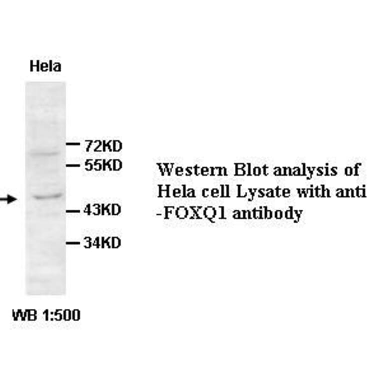 FOXQ1 Antibody from Signalway Antibody (39427) - Antibodies.com