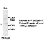 FOXQ1 Antibody from Signalway Antibody (39427) - Antibodies.com