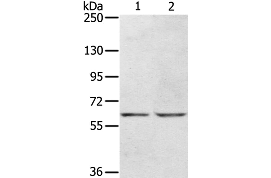 KCNH6 Antibody from Signalway Antibody (40058) - Antibodies.com