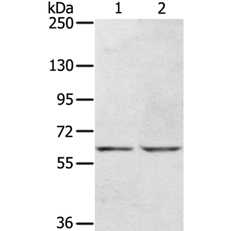 KCNH6 Antibody from Signalway Antibody (40058) - Antibodies.com